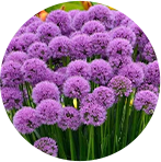 Allium