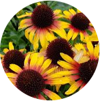 Echinacea