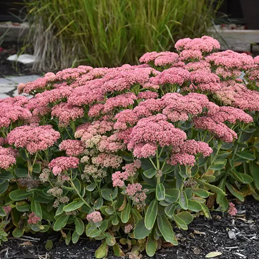 Sedum — Stonecrop 