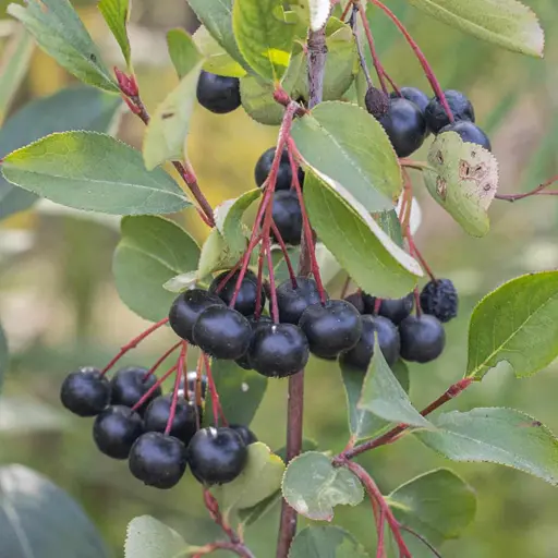 Aronia melanocarpa — Black Chokeberry 