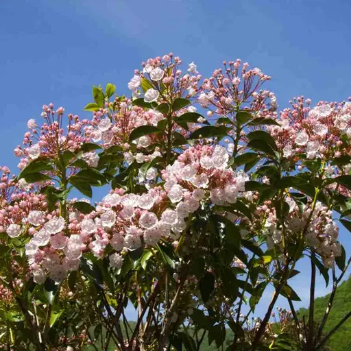 Kalmia latifolia — Mountain Laurel 
