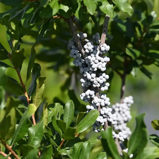 Myrica pensylvanica — Bayberry 