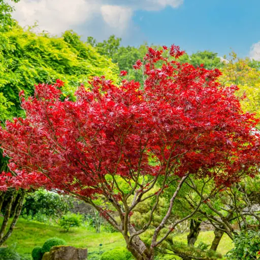 Acer rubrum - Red Maple