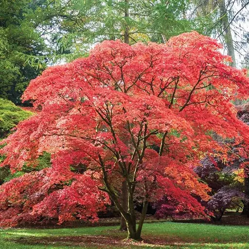 Acer palmatum — Japanese Maple 