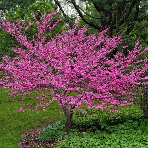 Cercis canadensis - Eastern Redbud