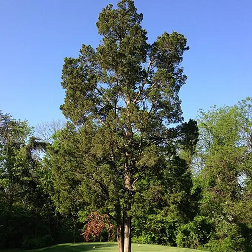 Juniperus virginiana — Eastern Red Cedar 
