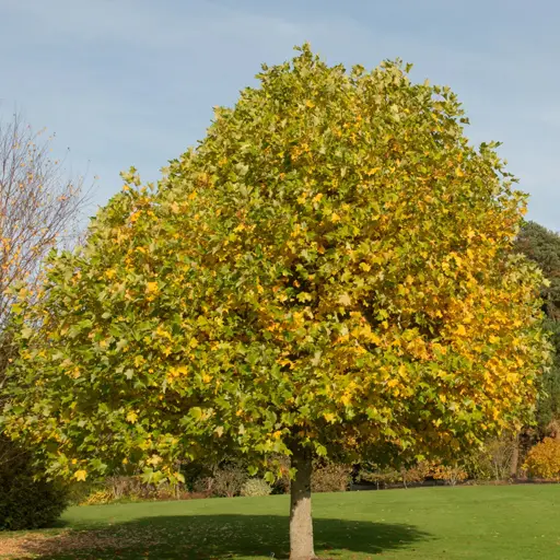 Liriodendron tulipifera — Tulip Tree / Tulip Poplar 