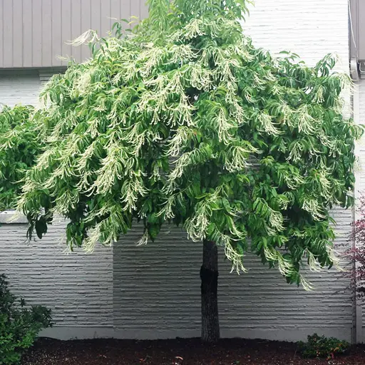 Oxydendrum arboreum — Sourwood 