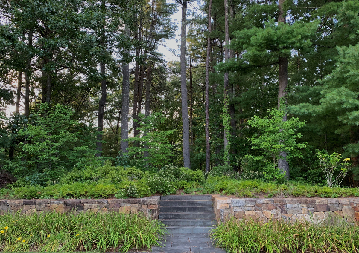 planting in woods.jpg